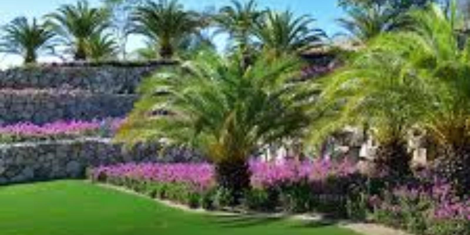 Guía para Amantes de las Plantas: Comprar una Propiedad en Los Cabos y Crear un Jardín Espectacular